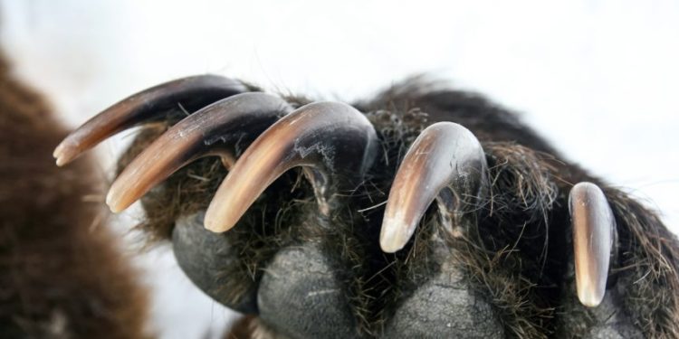 Bears Begin To Dig Claws Into Crypto Trend