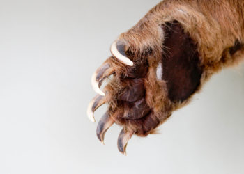 Bears Have Only Now Taken Control Over Bitcoin