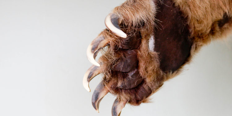 Bears Have Only Now Taken Control Over Bitcoin