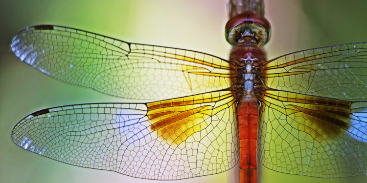 Bitcoin Daily Dragonfly Doji Gives Bulls Hope Of Sharp Reversal