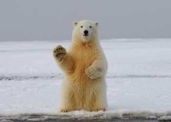 A Never Wrong Bearish Bitcoin Signal Just Triggered