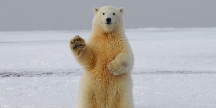 A Never Wrong Bearish Bitcoin Signal Just Triggered