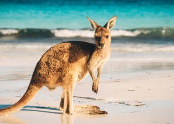 Australia Sponsors Two Blockchain Pilot Projects for AU$5.6M