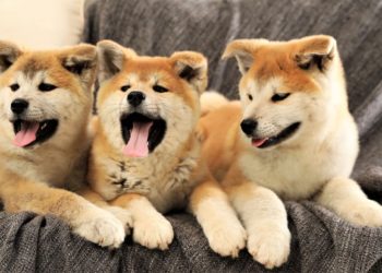 Dogecoin Wannabes Flood The Market With Pumps & Dumps
