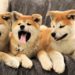 Dogecoin Wannabes Flood The Market With Pumps & Dumps