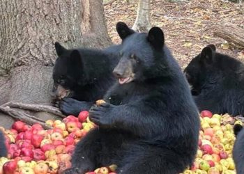 New York, London, Beijing and 20 Crypto Jokes