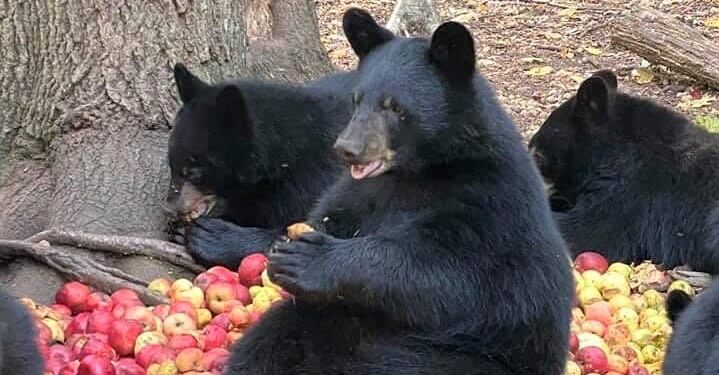 New York, London, Beijing and 20 Crypto Jokes