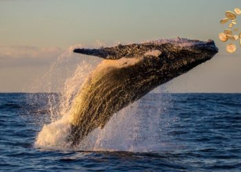 640 Bitcoins Just Moved From Dormant Satoshi Era Wallet