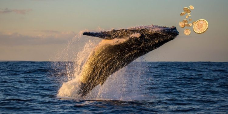 640 Bitcoins Just Moved From Dormant Satoshi Era Wallet