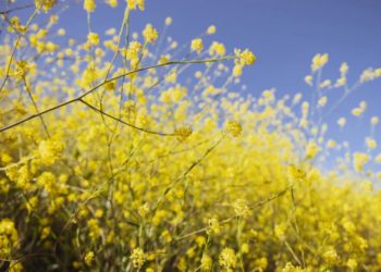 This Token Thrives With A 38% Profit While Ethereum Bleeds