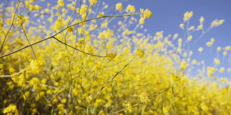 This Token Thrives With A 38% Profit While Ethereum Bleeds