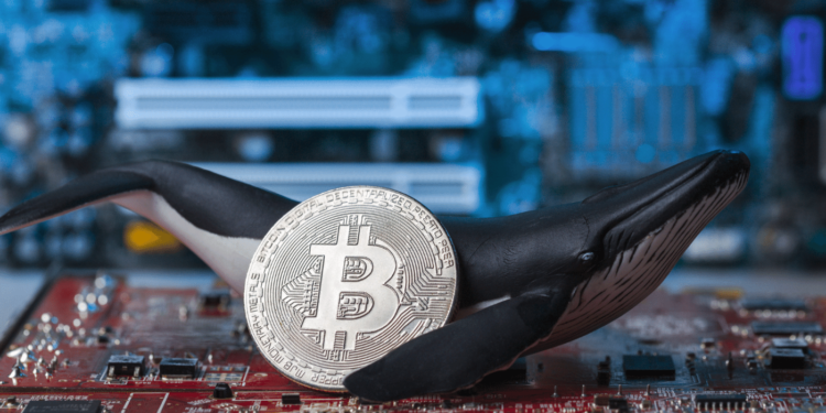 Whales Bought 60,000 Bitcoin Over The Weekend Worth $2.7 Billion