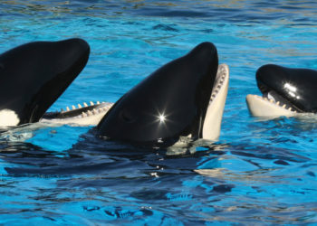 WhaleFarm Token Crashes 99% In Another DeFi Rug Pull