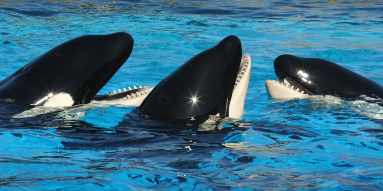 WhaleFarm Token Crashes 99% In Another DeFi Rug Pull