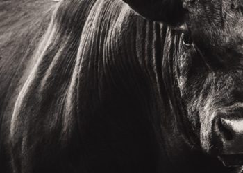 Five Bullish Monthly Charts That Suggest Bitcoin Will Blast Off