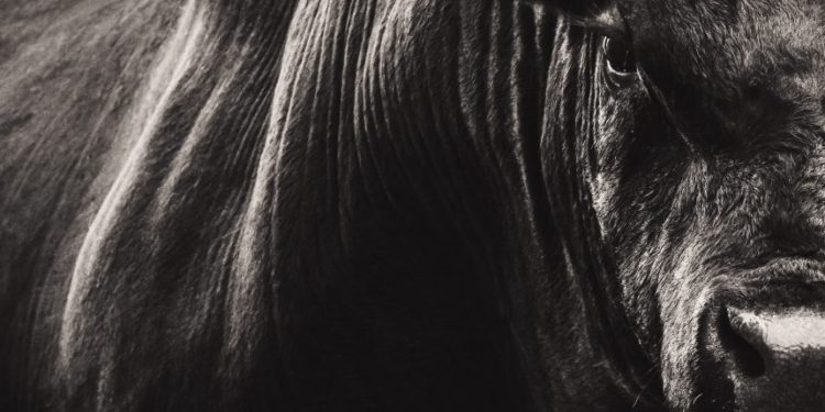 Five Bullish Monthly Charts That Suggest Bitcoin Will Blast Off