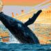 Whale Says Sector of Crypto Markets at ‘Massive Discount’, Issues Price Warning to Fellow Traders