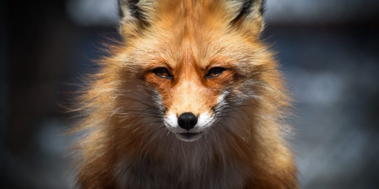 ShapeShift Will Cease To Exist As A Company. It’ll Be Reborn In Another… Shape