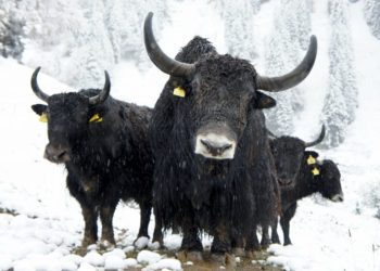 Huge Bitcoin Outflows On Binance, BTC To Break $40k Soon?