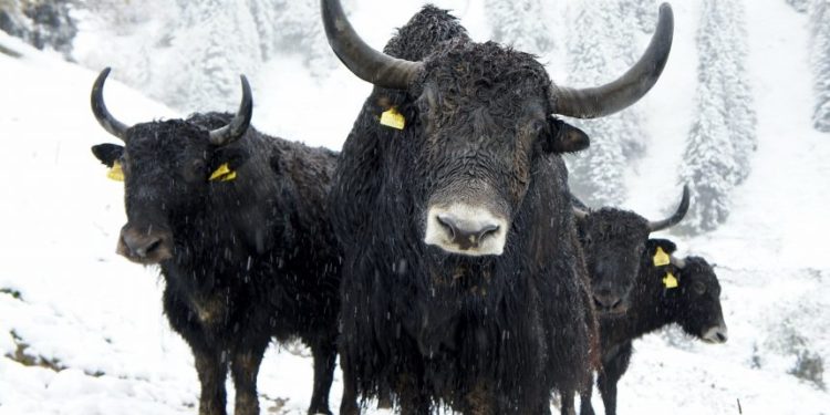 Huge Bitcoin Outflows On Binance, BTC To Break $40k Soon?