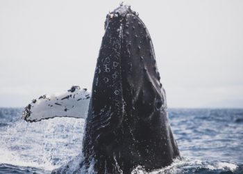 Bitcoin Whale Ratio Soars, Could A Crash Be Coming?