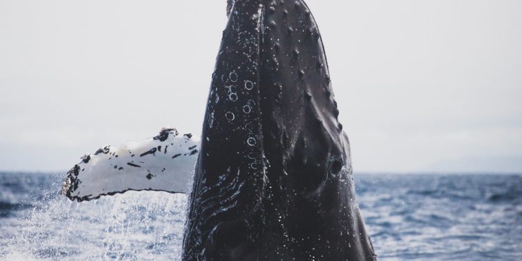 Bitcoin Whale Ratio Soars, Could A Crash Be Coming?