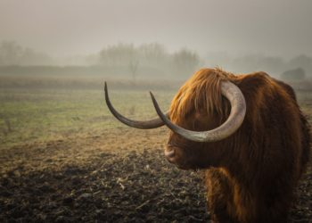 This Bitcoin Indicator Might Suggest Bull Run Is Still On