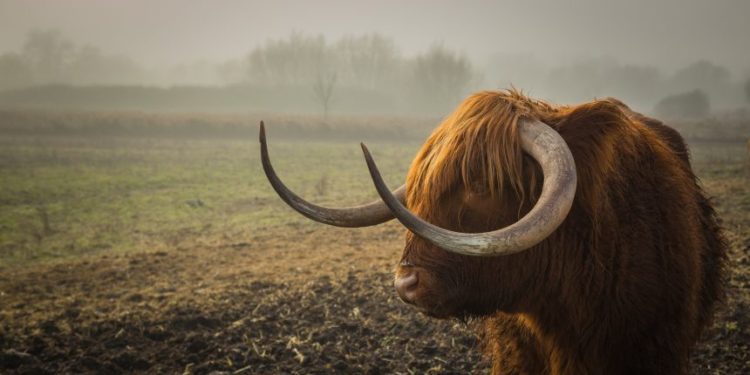 This Bitcoin Indicator Might Suggest Bull Run Is Still On