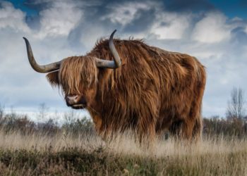 Bitcoin Exchange Netflows Are Negative, Could A Bull Run Be Coming?