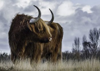 A Rare Bullish Bitcoin Signal Has Finally Appeared