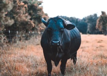 Ethereum Bolsters Bulls? What Brought Back Retail Investors