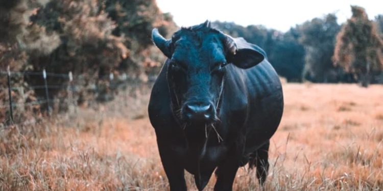 Ethereum Bolsters Bulls? What Brought Back Retail Investors