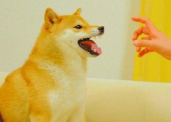 $100 Million ‘Feisty Doge’ Briefly Becomes Most Valuable NFT Token Ever