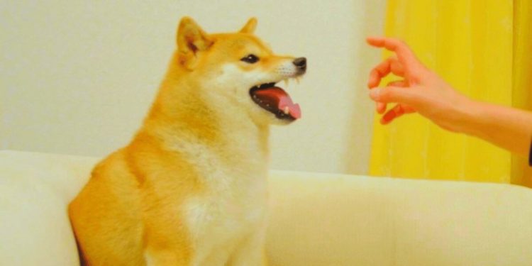 $100 Million ‘Feisty Doge’ Briefly Becomes Most Valuable NFT Token Ever