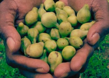 Australia’s Prized Kakadu Plum To Be Traced Using Blockchain