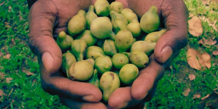 Australia’s Prized Kakadu Plum To Be Traced Using Blockchain
