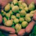 Australia’s Prized Kakadu Plum To Be Traced Using Blockchain