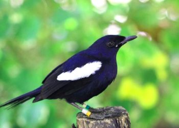 Could NFTs Help With Wildlife Conservation?