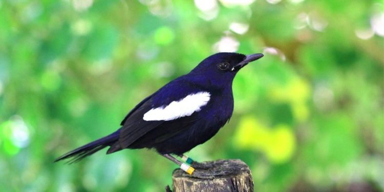 Could NFTs Help With Wildlife Conservation?