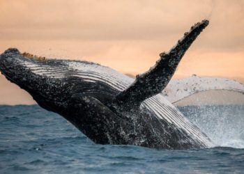 Report Reveals 43.7% Of ETH Is Held By Whales