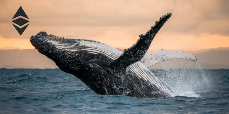 Report Reveals 43.7% Of ETH Is Held By Whales