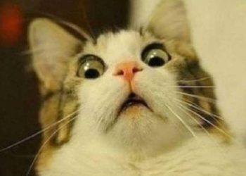 Ethereum Burning Fee, Pantera Trimming BTC and 20 Crypto Jokes