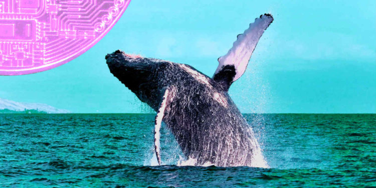 Whales Move $705,000,000 in Bitcoin and Ethereum As Market Bounces – Here’s Where the Crypto Is Going