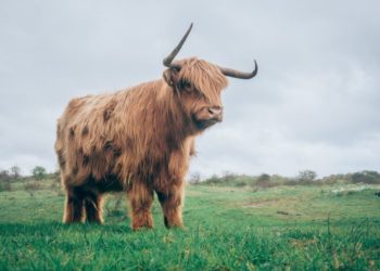 Quant Explains Why Bitcoin Bull Cycle Is Only In Phase 1