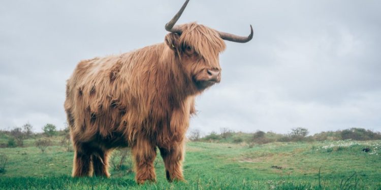 Quant Explains Why Bitcoin Bull Cycle Is Only In Phase 1