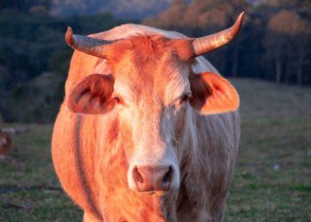 Despite Drop To $47k, Coinbase Observes 31k Bitcoin Outflow. Bull Rally Still On?