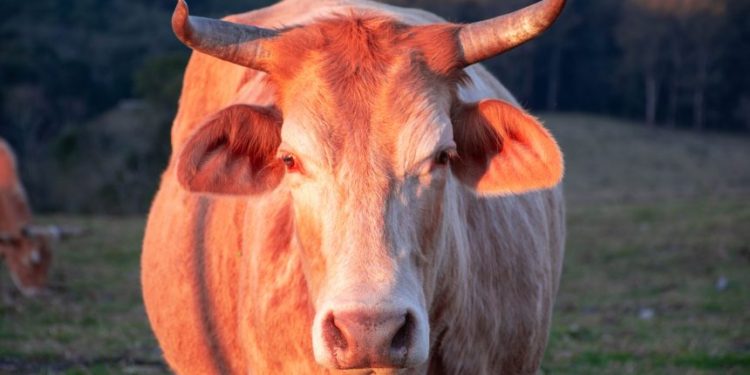 Despite Drop To $47k, Coinbase Observes 31k Bitcoin Outflow. Bull Rally Still On?