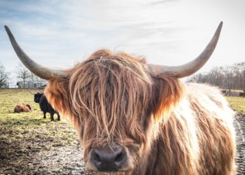 Despite Dip To $44K, On-chain Data Suggests Bitcoin Still Bullish