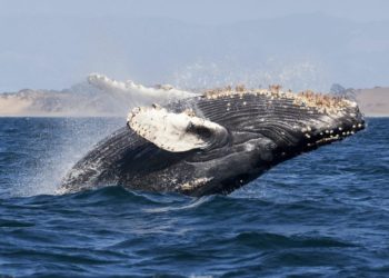 These Ethereum Indicators Show Whales Continue To Accumulate