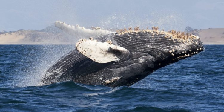 These Ethereum Indicators Show Whales Continue To Accumulate